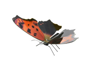 MAQUETA 3D METAL FASCINATIONS MARIPOSA EASTERN COMMA MONTAJE SIN PEGAMENTO NI SOLDADURA