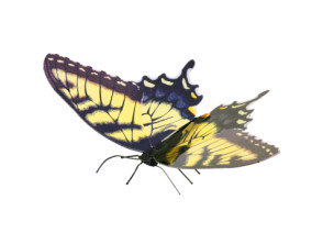 MAQUETA 3D METAL FASCINATIONS MARIPOSA TIGER SWALLOWTAIL - MONTAJE SIN PEGAMENTO NI SOLDADURA